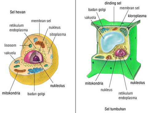 Sel (unit terkecil penyusun tubuh manusia)  Biology is a 